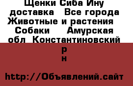 Щенки Сиба Ину доставка - Все города Животные и растения » Собаки   . Амурская обл.,Константиновский р-н